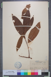 Specimen thumbnail